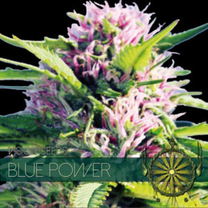 Blue Power 3+1 u. fem. Vision Seeds