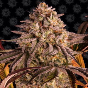 Blue Sunset Sherbet  1 u. fem. Barney's