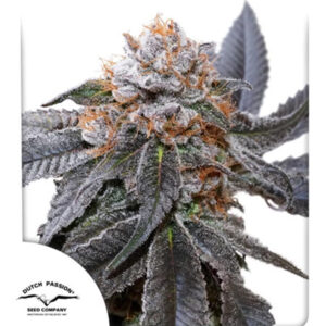 Blue Zushi   5 u. fem. Dutch Passion