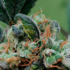 Blueberry Cheesecake  4 u. fem. Female Seeds