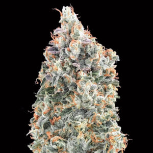 Blueberry Fast   5 u. fem. 00 Seeds