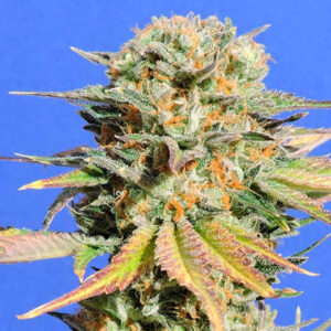 Bruce Banner # 3 10 u. fem. Original Sensible