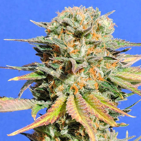 Bruce Banner # 3 3 u. fem. Original Sensible