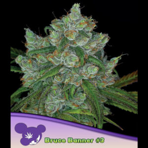 Bruce Banner #3 - 5 u. fem Anesia