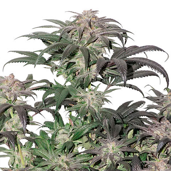 Bubba Island Kush 10 u. fem. Dutch Passion