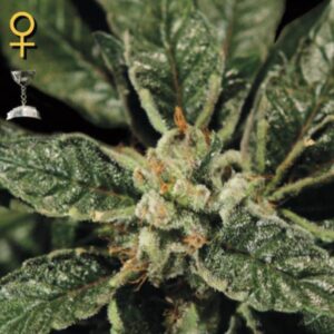 Bubba Kush  1 u. fem. Green House