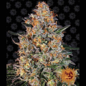 Bubba Kush 10 u. fem. Barney's