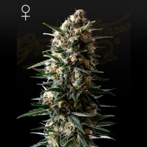 Bubba Slush  1 u. fem. Green House