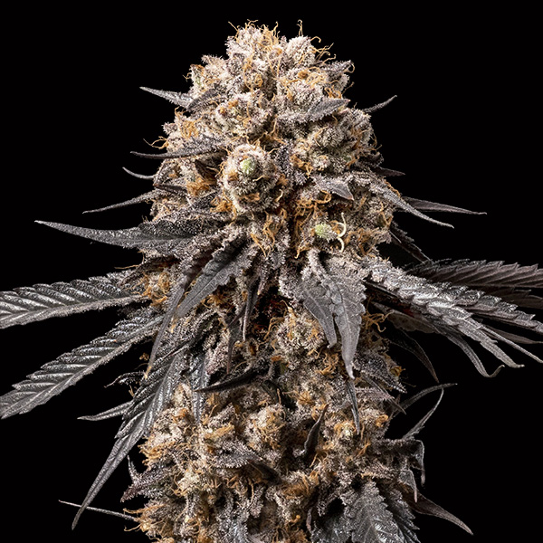 Bubba´s Gift 3 u. fem. 00 Seeds