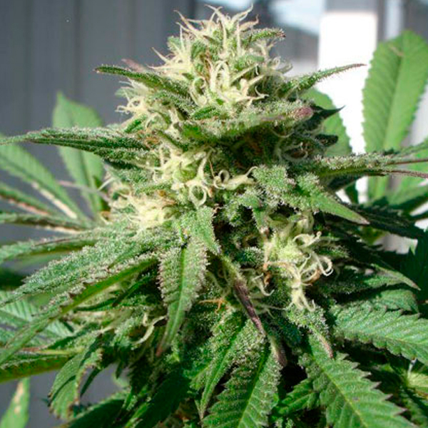 Bubble Bud 3 u. fem. Black Skull Seeds