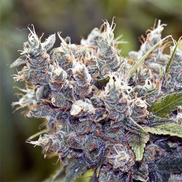 Bubble Gummer 4 u. fem. Female Seeds