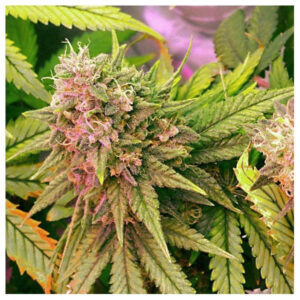 Bubblelicious 10 u. reg. Nirvana