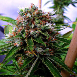 Buddha's Sister  3 u. fem. Soma Seeds