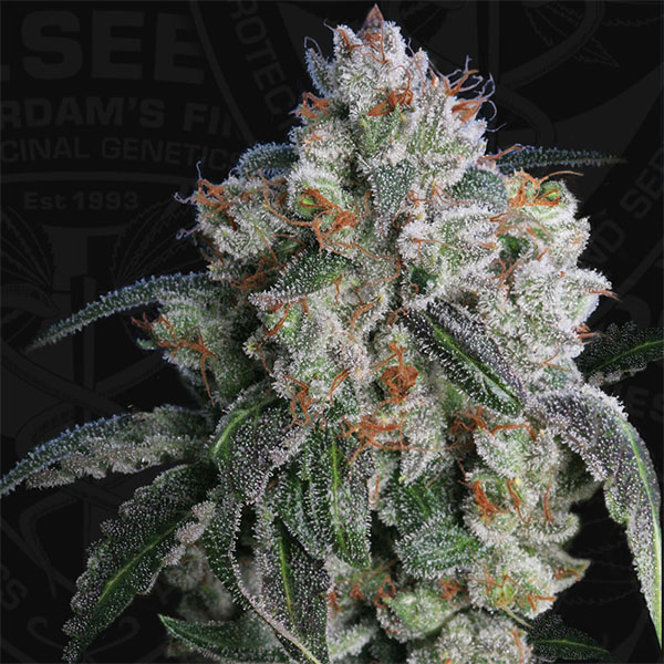 Burmese Kush 2 u. fem. T.H. Seeds