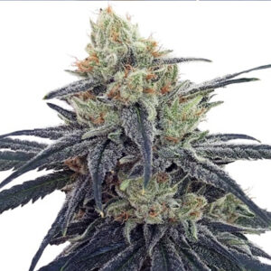 CBD #1 - 1 u. fem. Ace Seeds