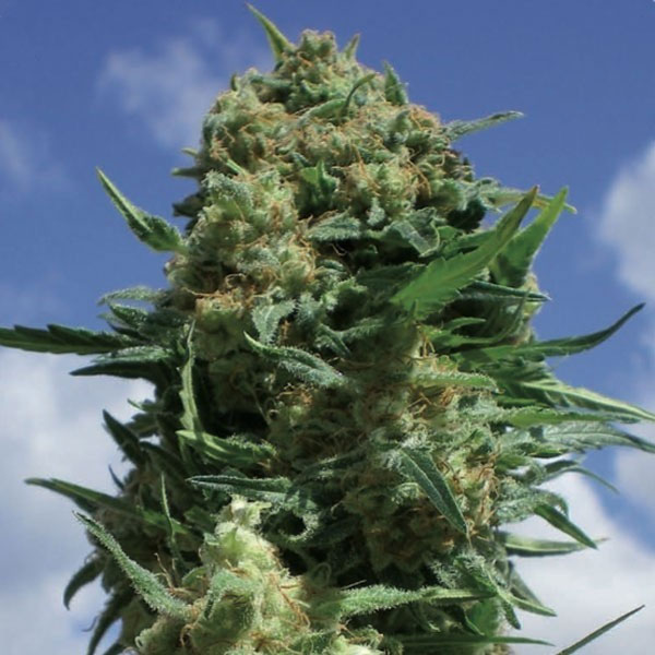 CBD Black Widow 1 u. fem. Positronics Seeds