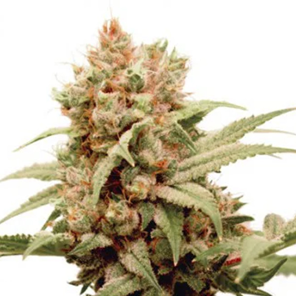 CBG Force 1 u. fem. Dutch Passion