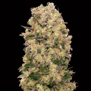 Caramel Kush 100 u. fem. 00 Seeds