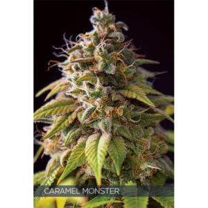 Caramel Monster 3+1 u. fem. Vision Seeds