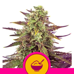 Cereal Milk  3 u. fem. Royal Queen