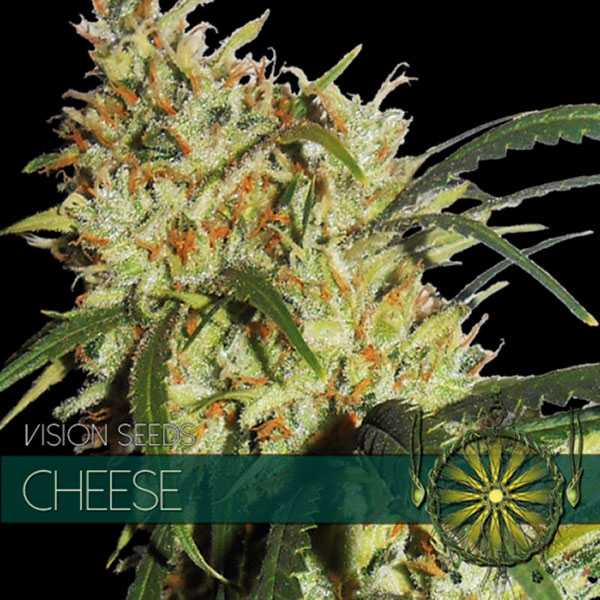 Cheese 3+1 u. fem. Vision Seeds
