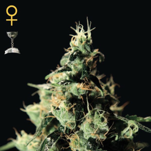 Chemdog 1 u. fem. Green House