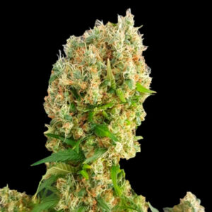 Chemdog Gorilla 10 u. fem. Expert Seeds