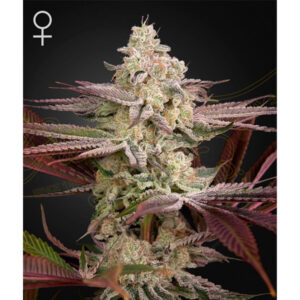 Chemical Bride 10 u. fem. Green House