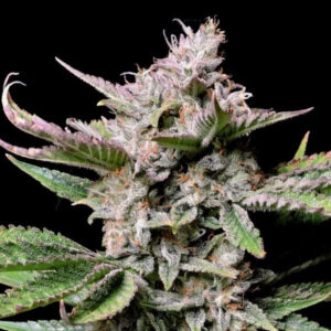 Cherry Cola Auto 3 u. fem. FastBuds Seeds