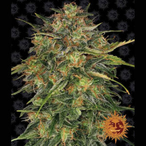 Chesee 10 u. fem. Barney's