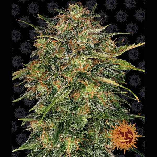 Chesee 10 u. fem. Barney's