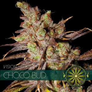 Choco Bud 3+1 u. fem. Vision Seeds