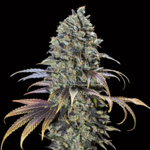 Chocolate Cream   3 u. fem. 00 Seeds