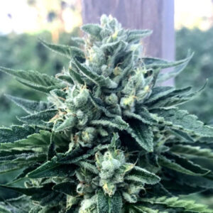 Cinnamon Buddha  5 ud Humboldt Seed Organization