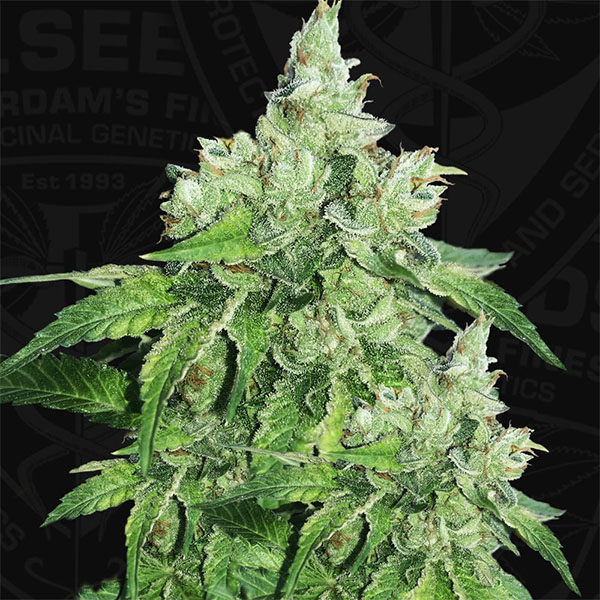 Citron Givre 5 u. fem. T.H. Seeds