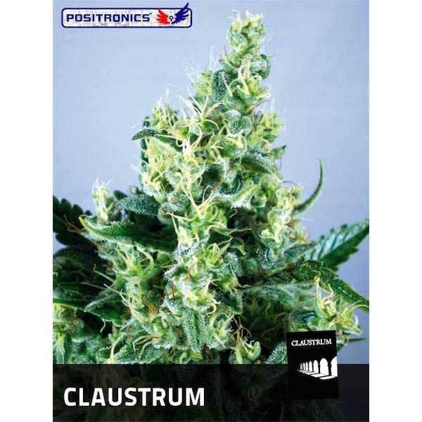 Claustrum 1 u. fem. Positronics Seeds