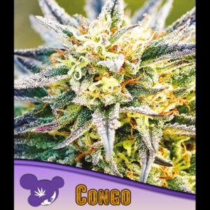 Congo 10 u. fem Anesia