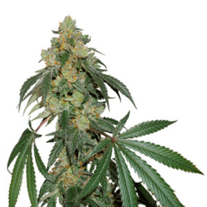 Cookies Fast fem. 25 u. Seedstockers