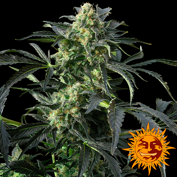 Cookies Kush 3 u. fem. Barney´s