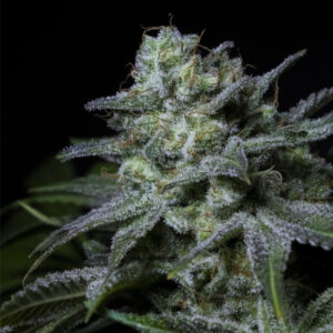 Cream Kong 1 u. fem. Positronics Seeds