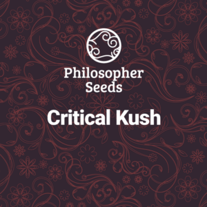 Critical Kush 3 u fem Philosopher