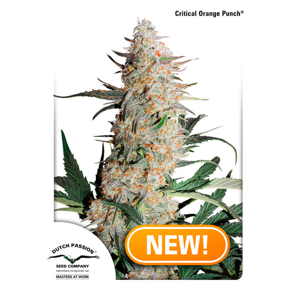 Critical Orange Punch 1 u. fem. Dutch Passion