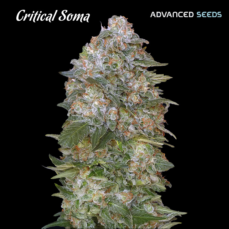 Critical Soma 25 u. fem. Advanced Seeds