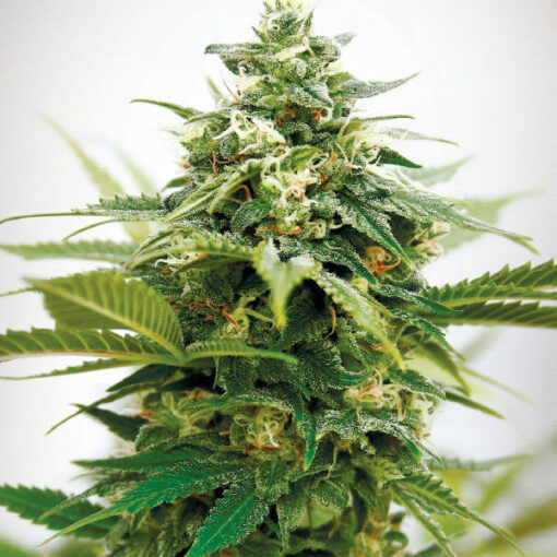 Critical XXL 1 u. fem. Garden of Green Seeds