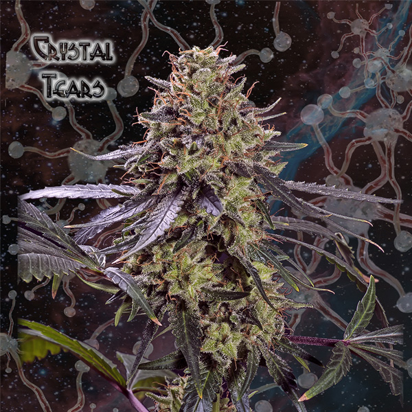 Crystal Tears 1 u. fem. Geneseeds