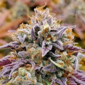 Cumbia 1 u. fem R-Kiem Seeds