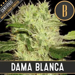 Dama Blanca 3 u. fem. Blimburn Seeds