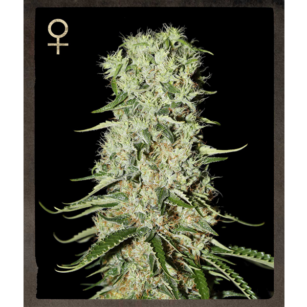 Damnesia 5 u. fem. Strain Hunters