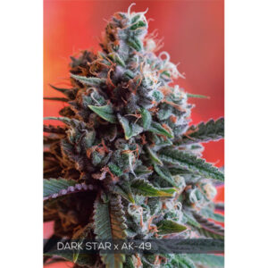 Dark Star X Ak-49 3+1 u. fem. Vision Seeds