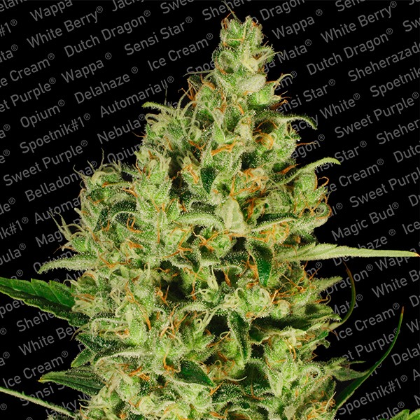 Delahaze 3 u. fem. Paradise Seeds